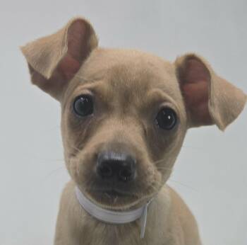 Chihuahua and Pug Dogs Available for Adoption - Ballymoss | PetCurious