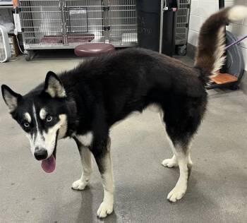 Siberian Husky Dogs Available for Adoption - KAI | PetCurious