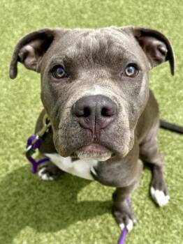 Mixed Breed Dogs Available for Adoption in Wichita, Kansas - Little Boy Blue | PetCurious