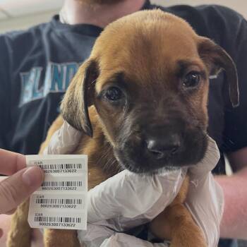Magazine Street -  Mixed Breed Dog for Adoption in Savannah, Georgia - Magazine Street | PetCurious
