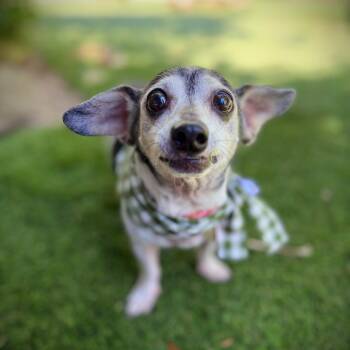 Grampa Sausage -  Miniature Dachshund and Parson Russell Terrier Dog for Adoption in Los Angeles, California - Grampa Sausage | PetCurious