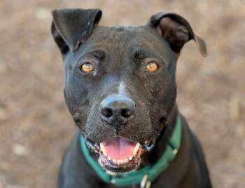 Pit Bull Terrier Dogs Available for Adoption - LEXI | PetCurious