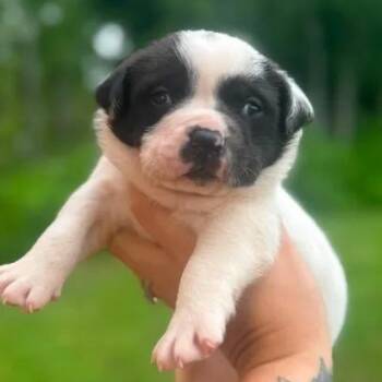 American Bully Dogs Available for Adoption in Crosby, Texas - Gio | PetCurious