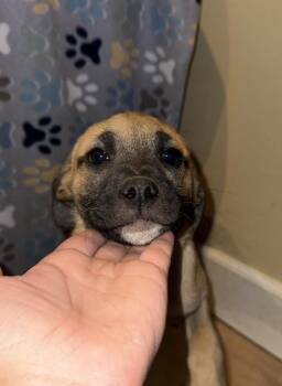 Pug and Border Collie Dogs Available for Adoption - Gizmo | PetCurious