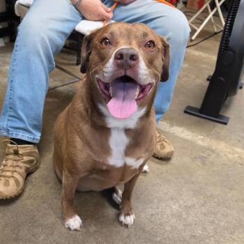 Tucker -  Labrador Retriever and Mixed Breed Dog for Adoption - Tucker | PetCurious