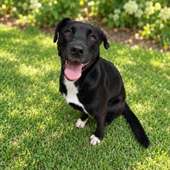 Bean -  Labrador Retriever Dog for Adoption in Chattanooga, Tennessee - Bean | PetCurious