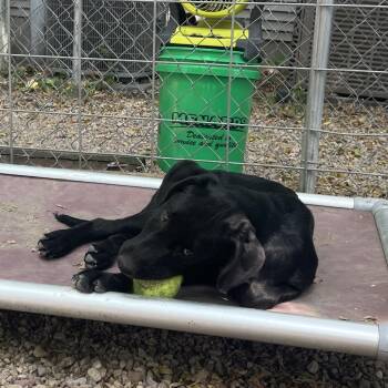 Sam -  Labrador Retriever and Mixed Breed Dog for Adoption in Madison, Wisconsin - Sam | PetCurious