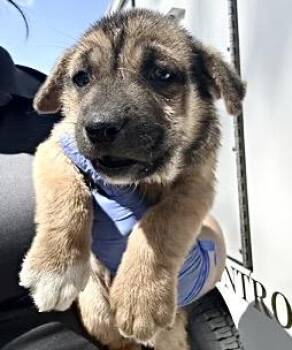 Labrador Retriever Dogs Available for Adoption - A651574 | PetCurious