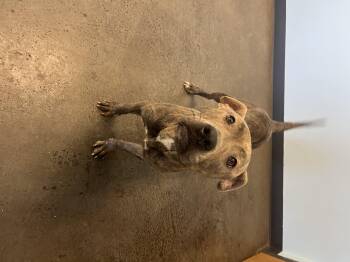 Rescue Mixed Breed Dogs for Adoption in Mishawaka, Indiana - Samara | PetCurious