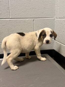 Willie -  Mixed Breed Dog for Adoption in Henderson, North Carolina - Willie | PetCurious