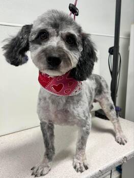 Poodle and Australian Shepherd Dogs Available for Adoption - Roxie | PetCurious