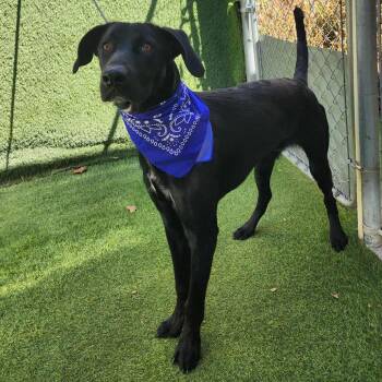 Marlin -  German Shorthaired Pointer and German Shepherd Dog Dog for Adoption in Oak Point, Texas - Marlin | PetCurious