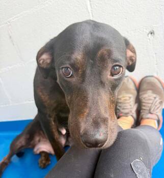 BB -  Mixed Breed Dog for Adoption in Wando, South Carolina - BB | PetCurious