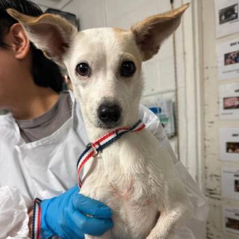 Jazelle -  Chihuahua and Terrier Dog for Adoption in Edinburg, Texas - Jazelle | PetCurious