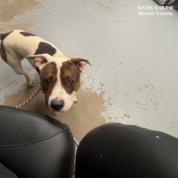 Rescue Pit Bull Terrier and Mixed Breed Dogs for Adoption in Ocala, Florida - DEWAYNE | PetCurious