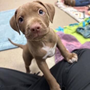 BLONDIE -  Pit Bull Terrier Dog for Adoption in Aurora, Colorado - BLONDIE | PetCurious