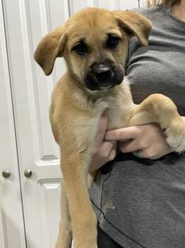Great Pyrenees and Shepherd Dogs Available for Adoption in Chattanooga, Tennessee - Bobo | PetCurious