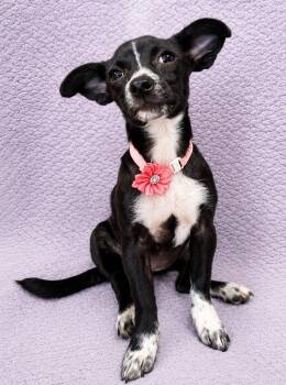 Sapphire -  Chiweenie Dog for Adoption in Lodi, California - Sapphire | PetCurious