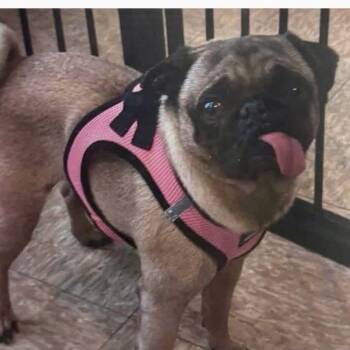 Adonis -  Pug Dog for Adoption - Adonis | PetCurious