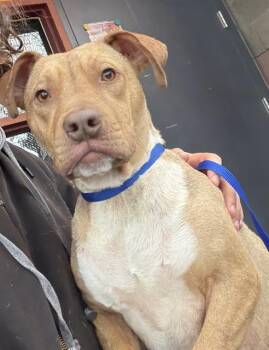 Pit Bull Terrier Dogs Available for Adoption - WILLIE | PetCurious