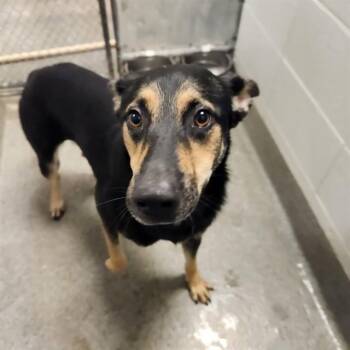 German Shepherd Dog and Mixed Breed Dogs Available for Adoption - JUDY | PetCurious