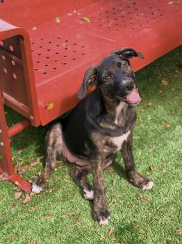 Eden -  Shepherd and Pit Bull Terrier Dog for Adoption in Glendale, Arizona - Eden | PetCurious