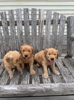 Ray -  Golden Retriever Dog for Sale in St. Cloud, Minnesota - Ray | PetCurious