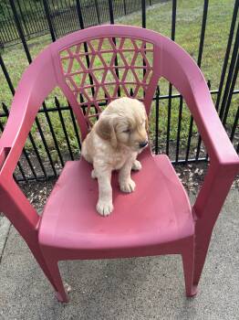 Ray -  Golden Retriever Dog for Sale in St. Cloud, Minnesota - Ray | PetCurious