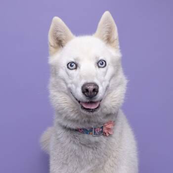 Rescue Husky Dogs for Adoption in Franklin, Tennessee - Sugar | PetCurious