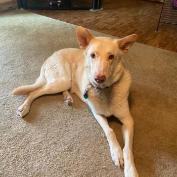 Ferret -  Shepherd Dog for Adoption in Lenexa, Kansas - Ferret | PetCurious
