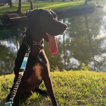 Axel -  Great Dane Dog for Adoption in Houston, Texas - Axel | PetCurious