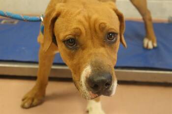 Rescue Mixed Breed Dogs for Adoption in Columbia, South Carolina - BRENDA | PetCurious