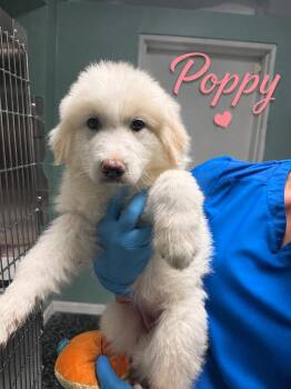 Poppy (Sweet Fluffball Seeking Family) -  Great Pyrenees Dog for Adoption in Conway, South Carolina - Poppy (Sweet Fluffball Seeking Family) | PetCurious