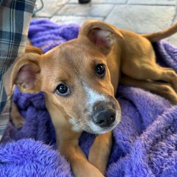Shepherd Dogs Available for Adoption in Richmond, Virginia - Alfie | PetCurious