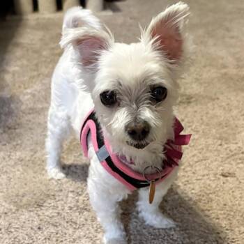 Satin Passage -  Maltese Dog for Adoption in Plano, Texas - Satin Passage | PetCurious