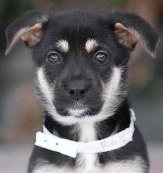 German Shepherd Dog Dogs Available for Adoption - *Roy Von Miley | PetCurious