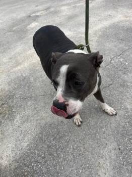 EMMA -  Pit Bull Terrier Dog Available for Adoption in Doral, Florida - EMMA | PetCurious