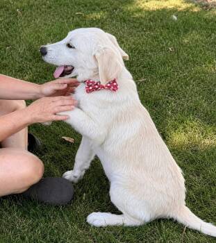 Waggles -  Great Pyrenees Dog for Adoption in Princeton, Massachusetts - Waggles | PetCurious