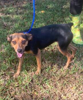 Penelope -  Rat Terrier and Terrier Dog for Adoption in Bloomfield, Connecticut - Penelope | PetCurious