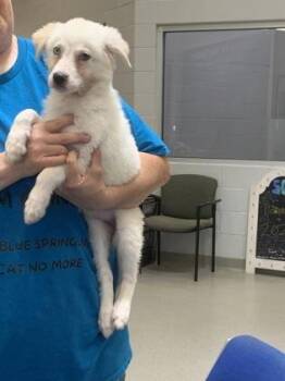 Bubbles -  Australian Shepherd and Mixed Breed Dog for Adoption in Beatrice, Nebraska - Bubbles | PetCurious
