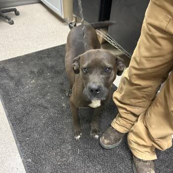 Coco -  Boxer Dog for Adoption in Lewisburg, West Virginia - Coco | PetCurious
