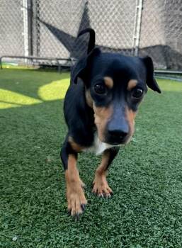 Yogi -  Dachshund and Chihuahua Dog for Adoption - Yogi | PetCurious