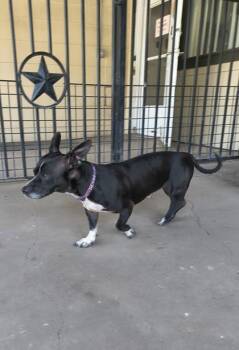 Rescue Dachshund Dogs for Adoption in Plano, Texas - Galileo | PetCurious