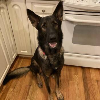 Rescue German Shepherd Dog Dogs for Adoption in Raleigh, North Carolina - Blaine | PetCurious
