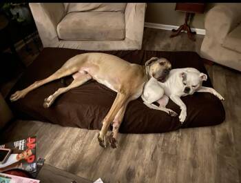 Great Dane Dogs Available for Adoption in Bonneau, South Carolina - Lenny | PetCurious