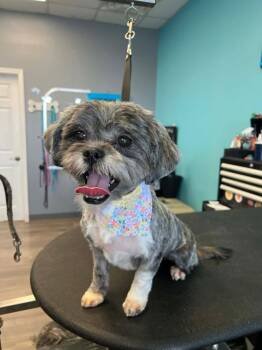 Lhasa Apso Dogs Available for Adoption in Sugar Grove, Illinois - Crayolie  | PetCurious
