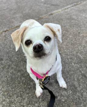 Chihuahua Dogs Available for Adoption in Beavercreek, Oregon - Dixie | PetCurious