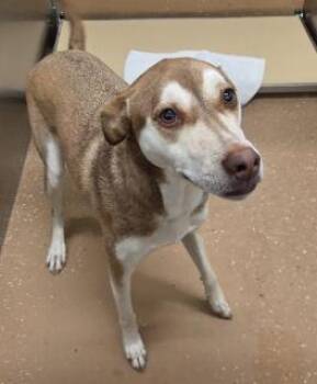 Carolina Dog Dogs Available for Adoption in Allen, Texas - Lexi | PetCurious