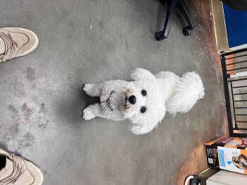 Aries -  Bichon Frise Dog for Adoption in Council Bluffs, Iowa - Aries | PetCurious