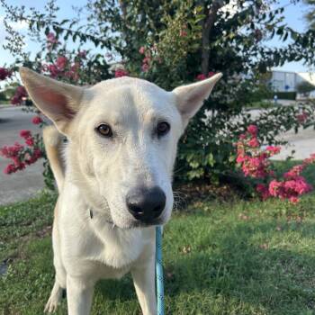 Rescue Husky Dogs for Adoption in Pearland, Texas - Gatsby | PetCurious
